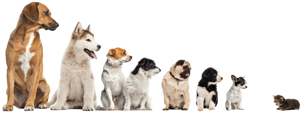 Hunde unterschiedlicher Größe nebeneinander