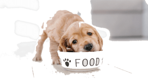 Welpen-Startpaket von SUNNY Petfood