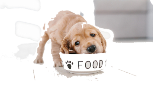 Welpen-Startpaket von SUNNY Petfood
